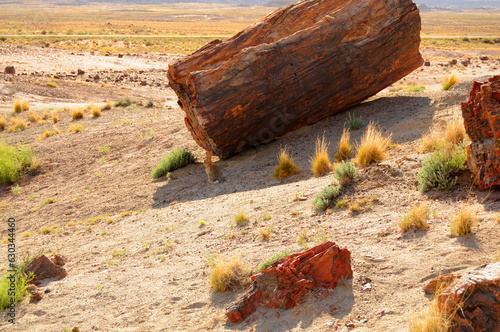 Cotton Rabbin in Rugged and Desolate Landscape Petrified Forest Arizona photo