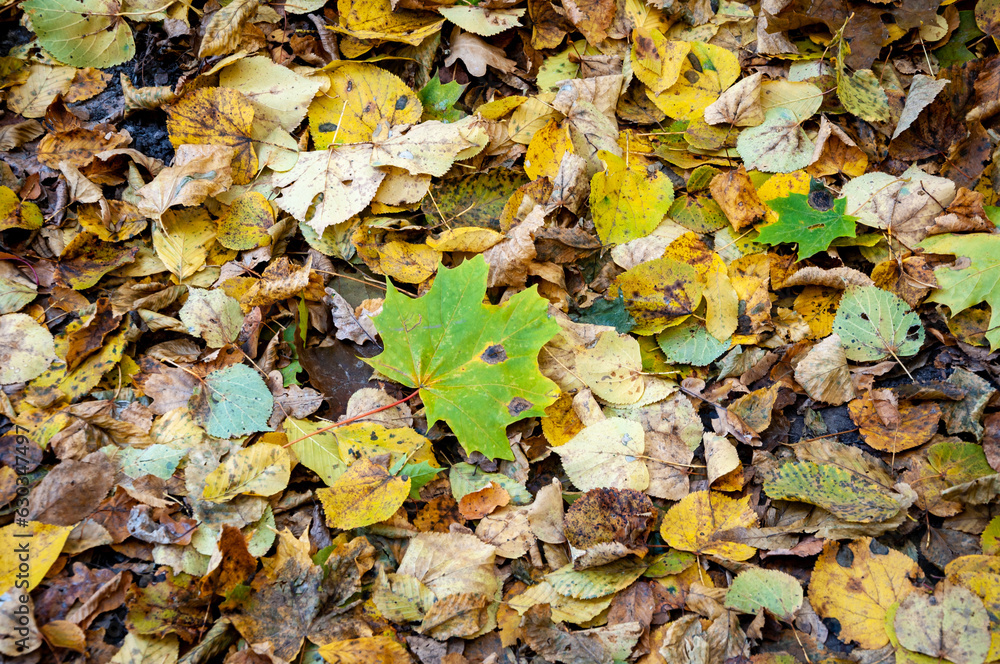 autumn leaves. fall season. nature in forest. autumn forest. nature in fall season. autumnal season in the park. seasonal leaves and trees. natural landscape in autumn. autumn beauty of nature autumn leaves. fall season. nature in forest. autumn forest. nature in fall season. autumnal season in the park. seasonal leaves and trees. natural landscape in autumn. autumn beauty of nature