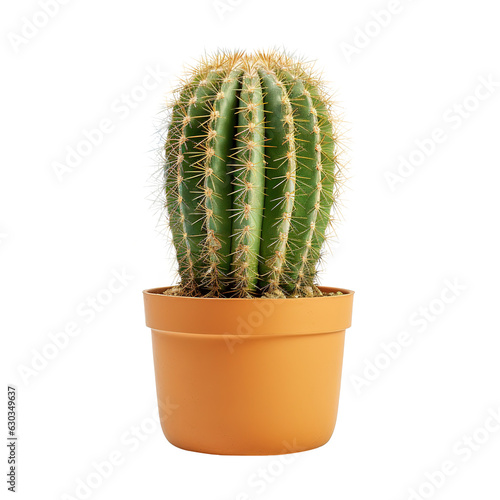 a cactus plant in plant pot