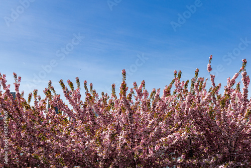 Background of Beautiful Pink Flowering Trees and a Blue Sky during Spring in Astoria Queens New York