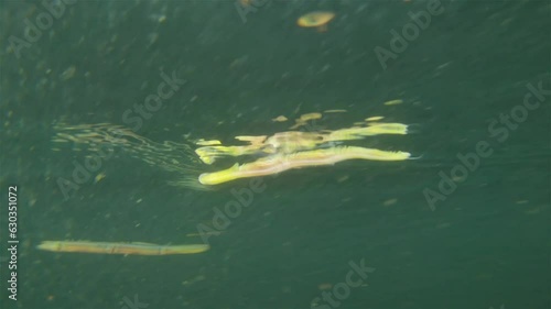 Worm Polychaeta Nereis virens (Alitta virens) from family Nereididae. Floats in water column during spawning for reproduction. White Sea photo