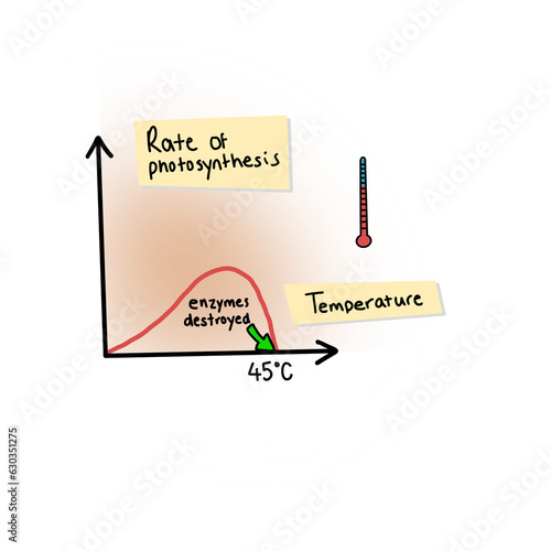 Photos Photosynthesis Rate Temperature Enzymes Denatured Science Illustration Drawing E