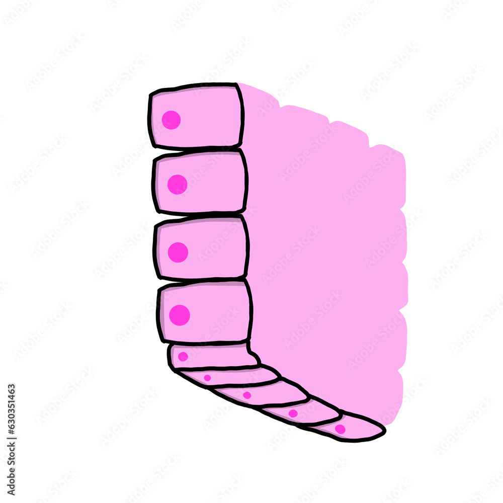 Epithelial Tissue Epithelial Tissue