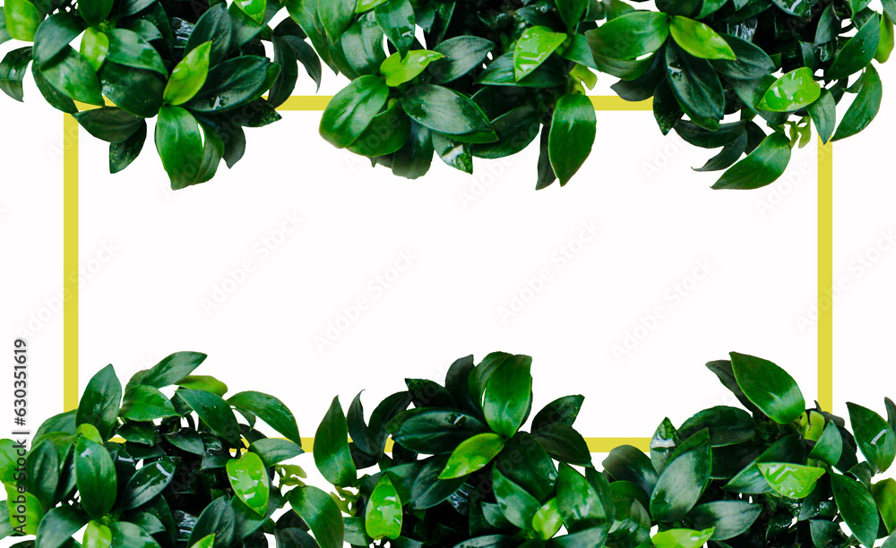 Dark green anubias foliage aquatic plant frame border with yellow frame on white background