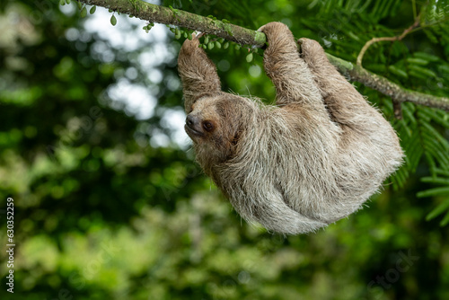 Brown-throated three-toed sloth (Bradypus variegatus) on tree, Costa Rica - stock photo