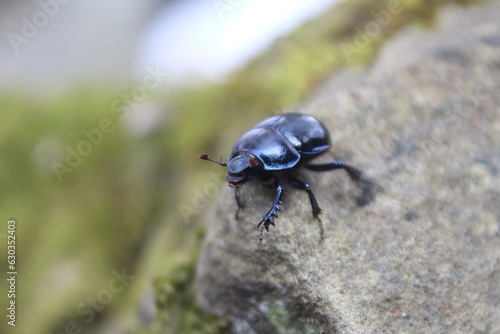 Trypocopris vernalis blue beetle, spring dumbledor photo