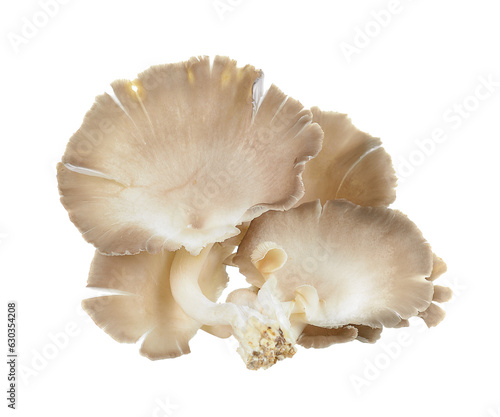 oyster mushroom on transparent png