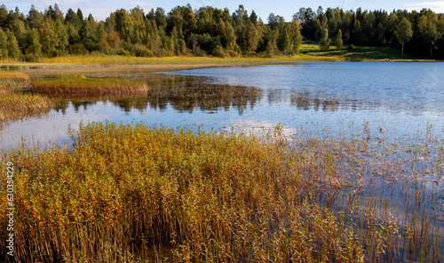 Overgrown lake on a sunny autumn morning