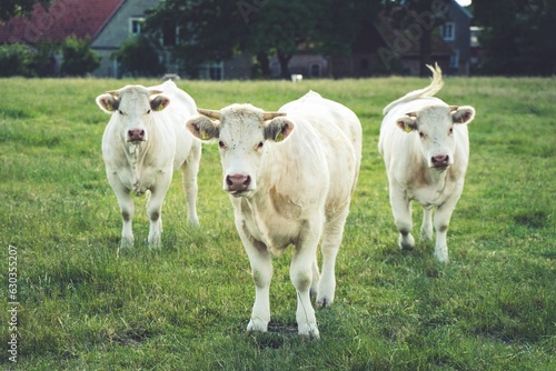 White cows standing in a lush grassy meadow side by side, enjoying the fresh air and sunshine
