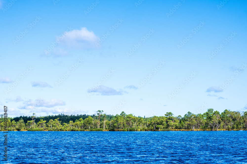 Lake at a bog with pine trees