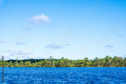 Lake at a bog with pine trees