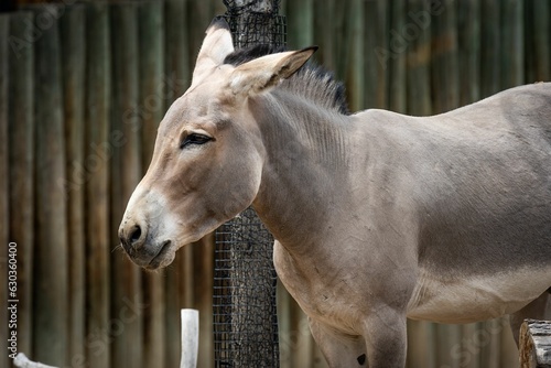 Somali wild donkey (Equus africanus somaliensis) in front of a fence