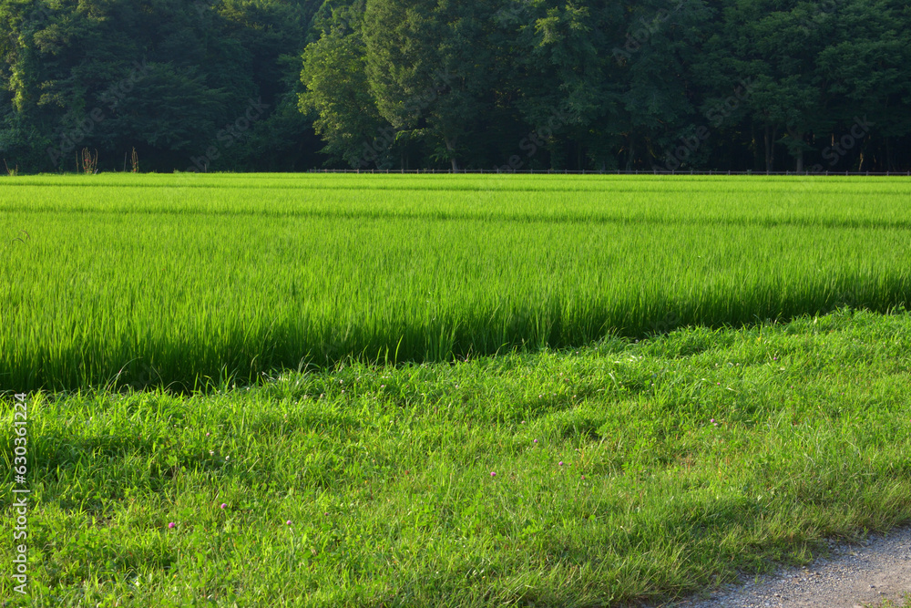 Obraz premium 実り始めた稲の田んぼ