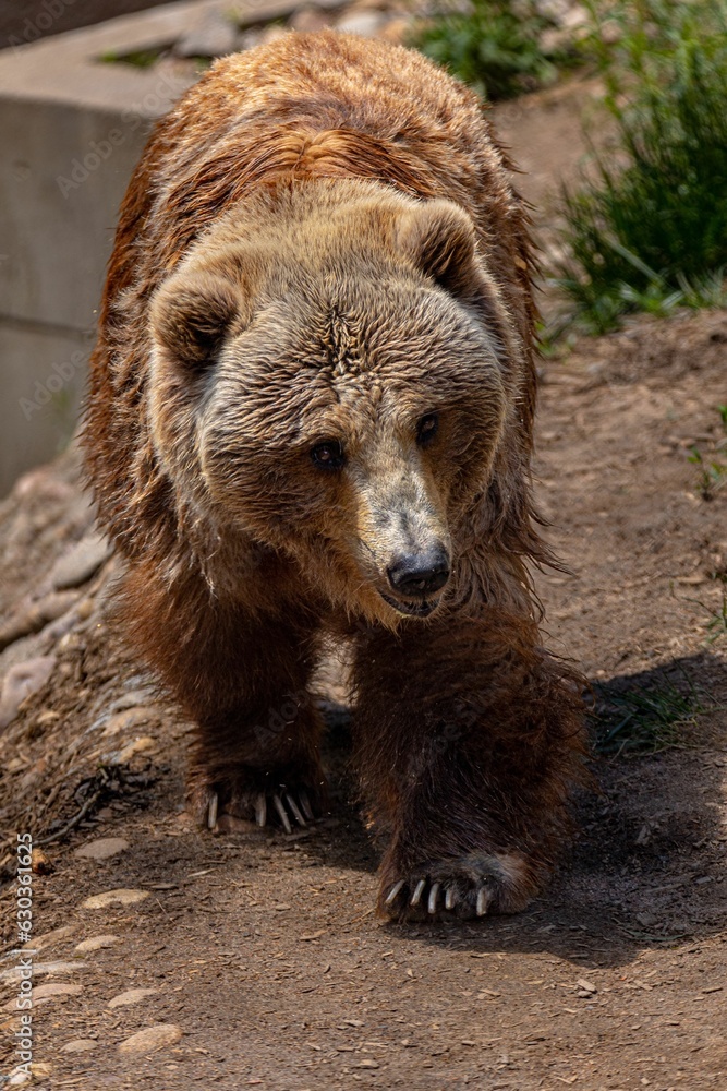 Fototapeta premium Adorable brown bear ambles along a dirt path in a wooded area