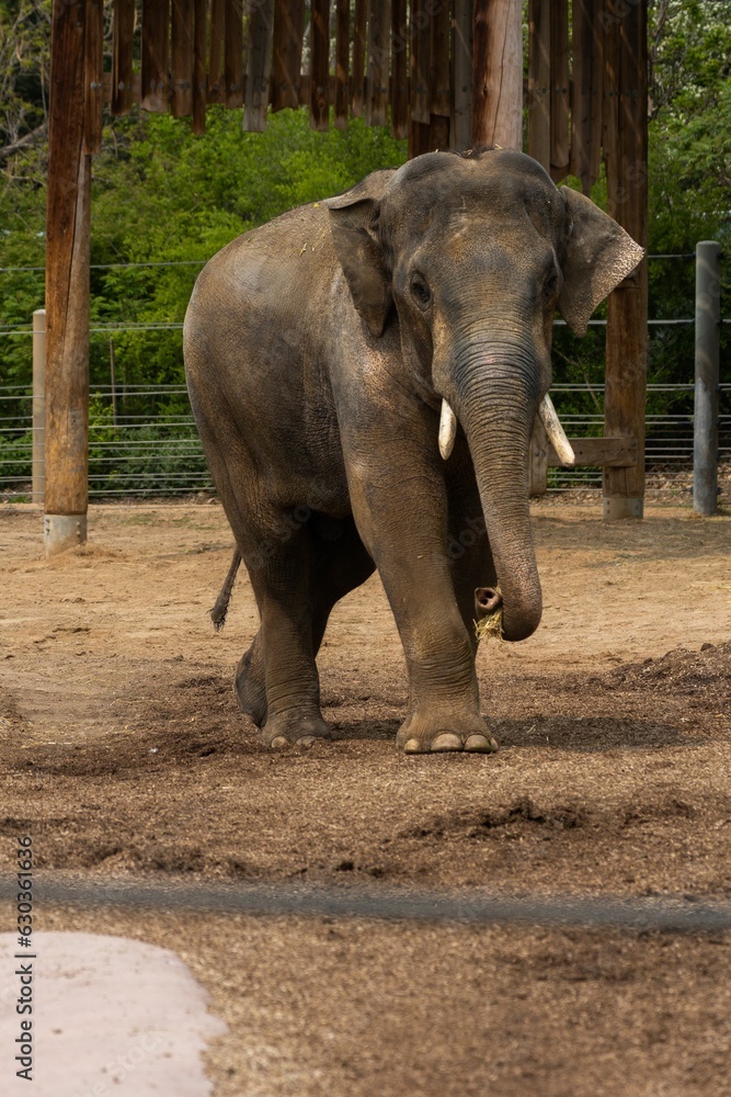 an elephant with tusks walking around a pen at the zoo