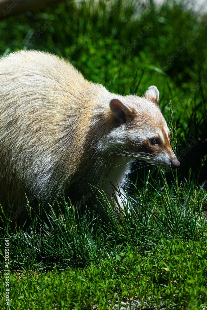 Fototapeta premium Brown raccoon standing in a lush green grassy field in a bright sunny day