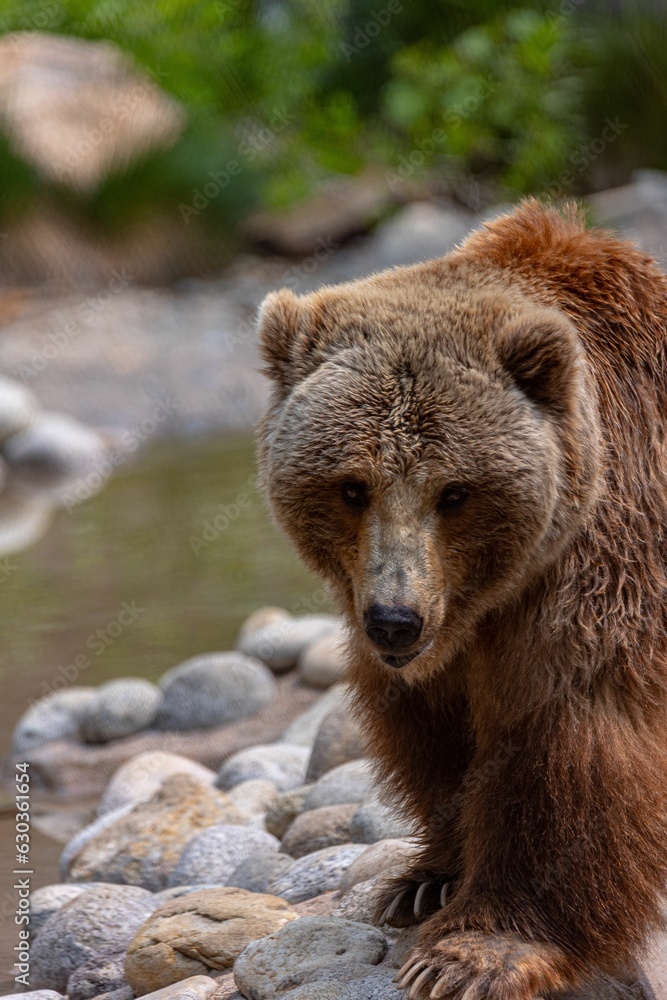 Fototapeta premium Majestic brown bear perched atop a rocky outcropping by a flowing river