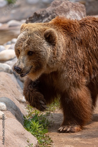 Imposing brown bear strides across a rocky terrain