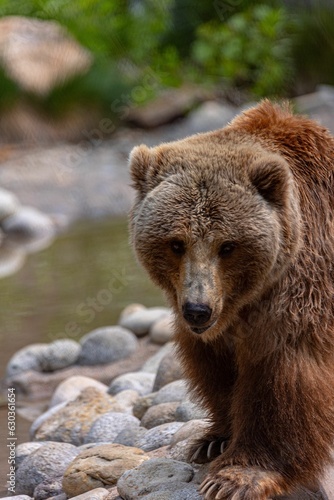 Majestic brown bear perched atop a rocky outcropping by a flowing river