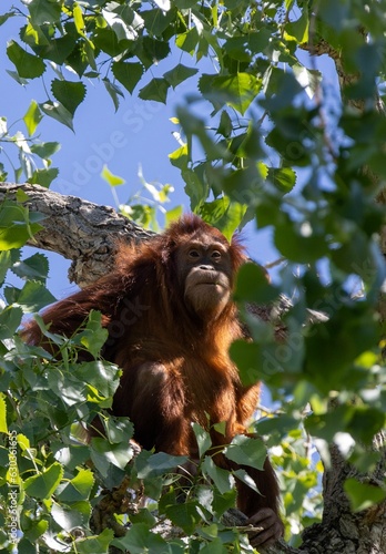 an oranguel hangs in a tree branch with foliage and the sky in the