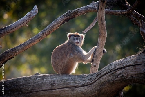 Canvas Print Macaque monkey perched atop a gnarled tree branch, surveying its surroundings