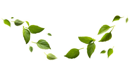 seasoning herb fresh leaves basil isolated on transperent background