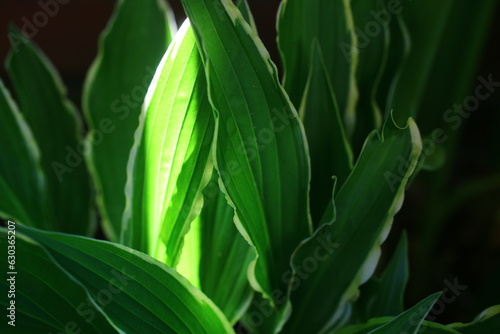 Funkia lancetolistna STILETTO Hosta lancifolia