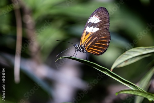 Closeup of a tithorea butterfly on leaves in a field with a blurry background photo