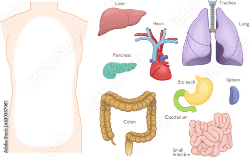 colon・mall intestine・liver・stomach・spleen・pancreas・heart・lungs・lung・trachea・illustration