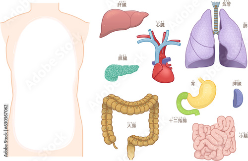 肺・心臓・気管・大腸・小腸・肝臓・胃・脾臓・膵臓のイラスト