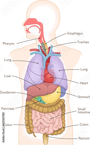 colon・mall intestine・liver・stomach・spleen・pancreas・heart・lungs・lung・trachea・illustration