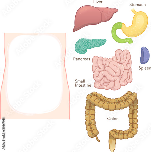 colon・mall intestine・liver・stomach・spleen・pancreas・illustration
