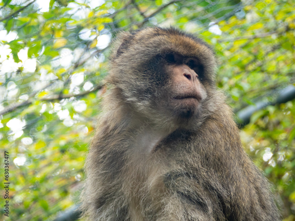 Fototapeta premium close up of a bertuccia sitting on a branch