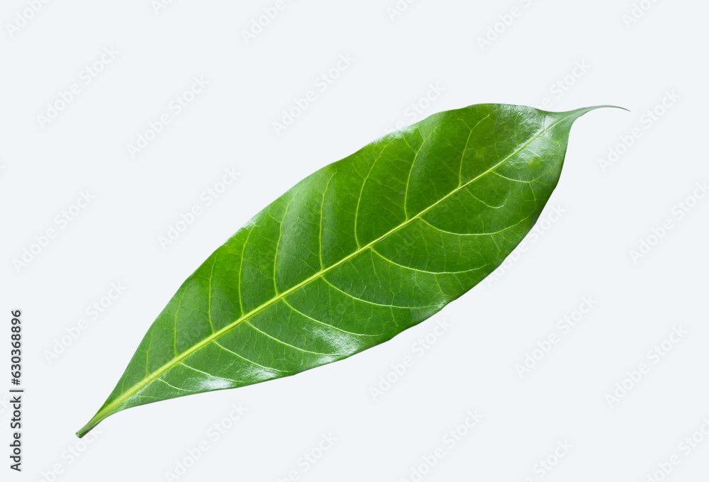 Obraz premium green leaf isolated on white