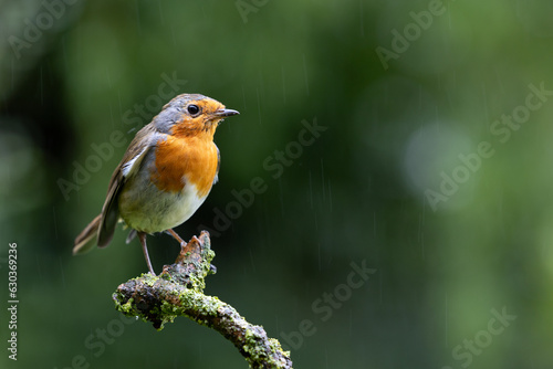 Adult Robin (Erithacus rubecula) posing on top of a branch with a natural green foliage background - Yorkshire, UK. © Helen
