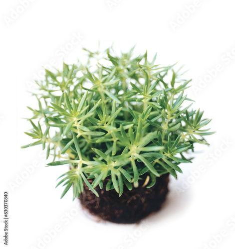 Sedum small succulent plant in soil pot isolated on white background no.012