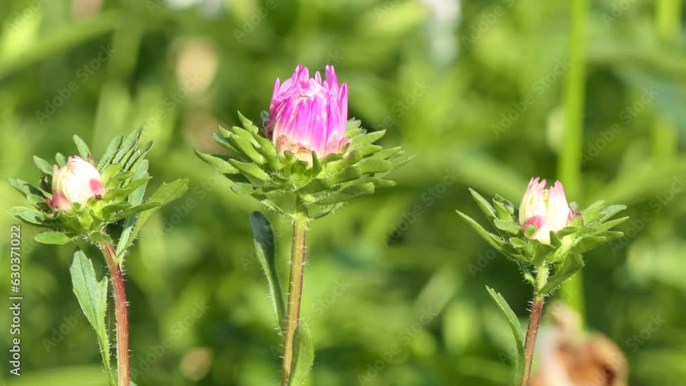 Garden flowers. The first young aster buds are swinging from the wind in the garden. Garden flowers. The first young aster buds are swinging from the wind in the garden.