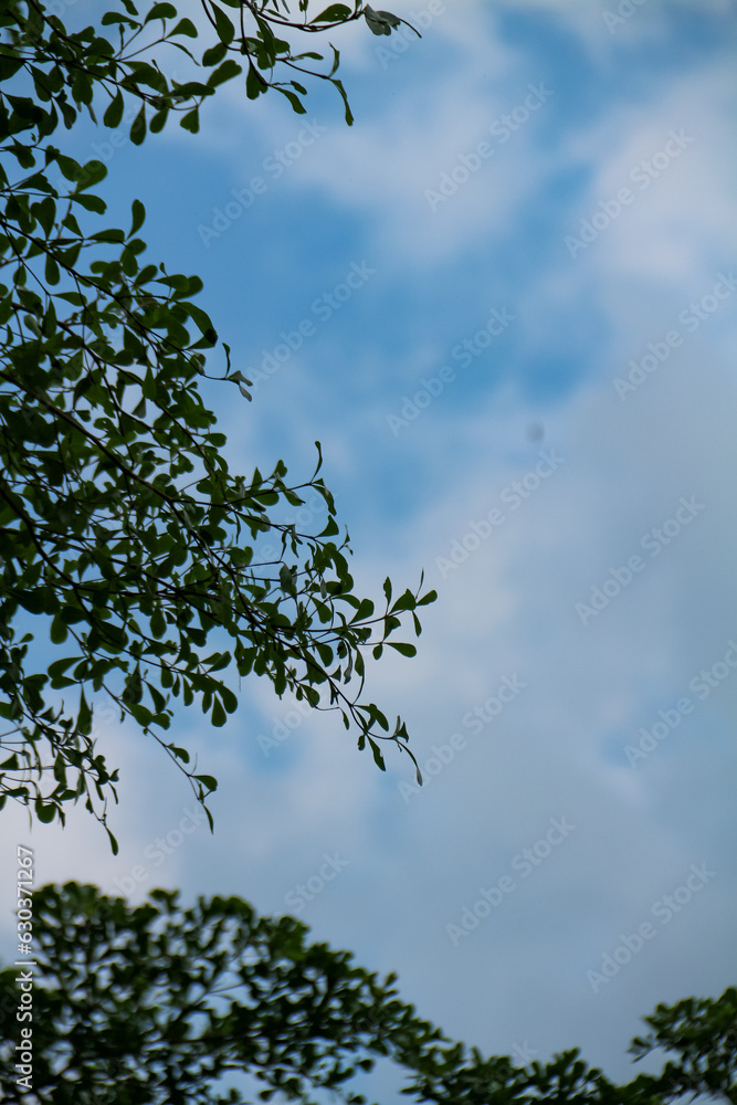 Obraz premium Green leaves and blue sky with white clouds in the morning background.