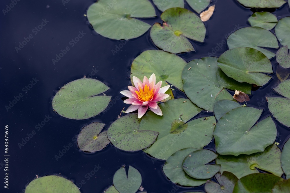 Beautiful water lily blooming atop lush green foliage in a tranquil body of water. Beautiful water lily blooming atop lush green foliage in a tranquil body of water.