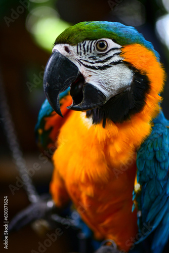 blue and yellow macaw © Siri.P