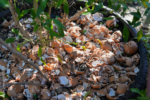Slika na platnu Using eggshell as a fertilizer