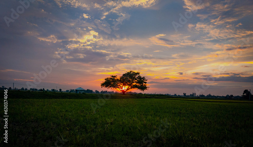 Fototapeta Naklejka Na Ścianę i Meble -  The golden sunset with the silhouette tree in a field and the cloudy sky,the beauty of nature wallpapper.