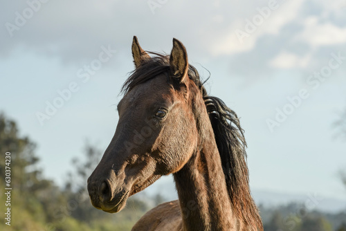 Brown foal enjoying warm afternoon in a grass field