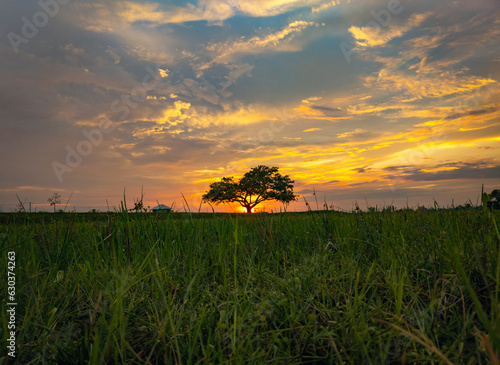The golden sunset with the silhouette tree in a field and the cloudy sky the beauty of nature wallpapper.