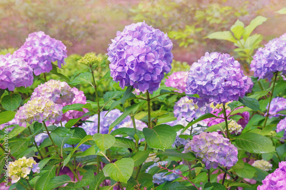 Beautiful flowers of hydrangea ( Hydrangea macrophylla ) in garden Beautiful flowers of hydrangea ( Hydrangea macrophylla ) in garden