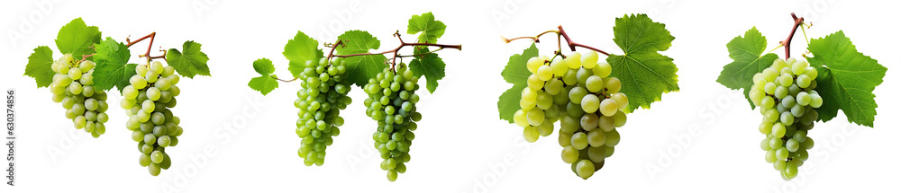 vine leaves and grapes. wine making white grapes on a branch with leaves isolated on transparent background - obrazy, fototapety, plakaty 
