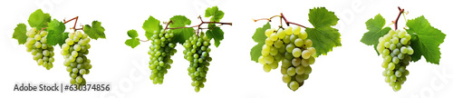 vine leaves and grapes. wine making white grapes on a branch with leaves isolated on transparent background
