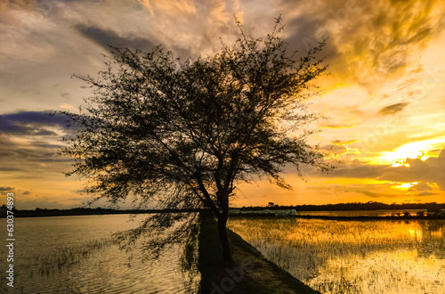 The golden sunset with the silhouette tree in a field and the cloudy sky the beauty of nature wallpapper.