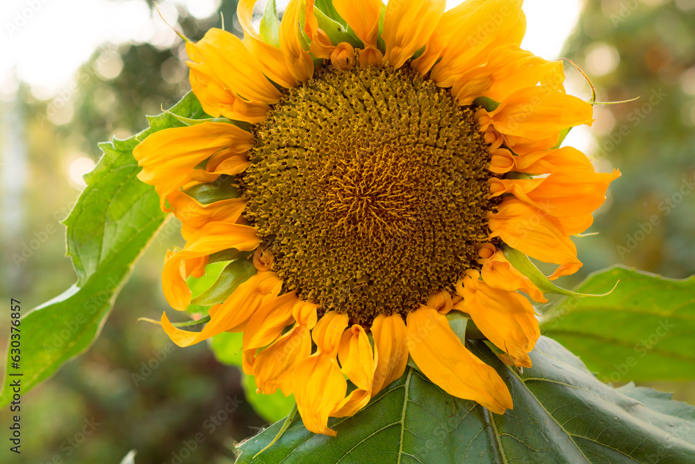Naklejka premium Sunflower in garden. Close up