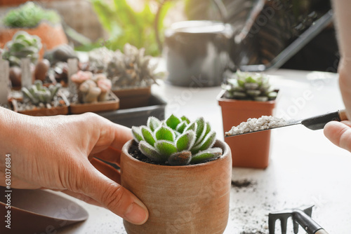 Foto Woman hands planting green succulent in substrates with white pearlite granules